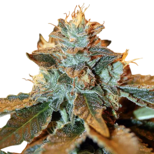 Cataract Kush | PHOTOFEM | DNA Genetics - Freigestellt 2026-08-13