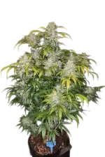 CBD 1:1 Auto | AUTOFEM | Fast Buds - Freigestellt 2026-08-13