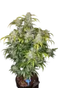 CBD 1:1 Auto | AUTOFEM | Fast Buds - Freigestellt 2026-08-13