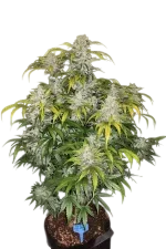 CBD 1:1 Auto | AUTOFEM | Fast Buds - Freigestellt 2026-08-13