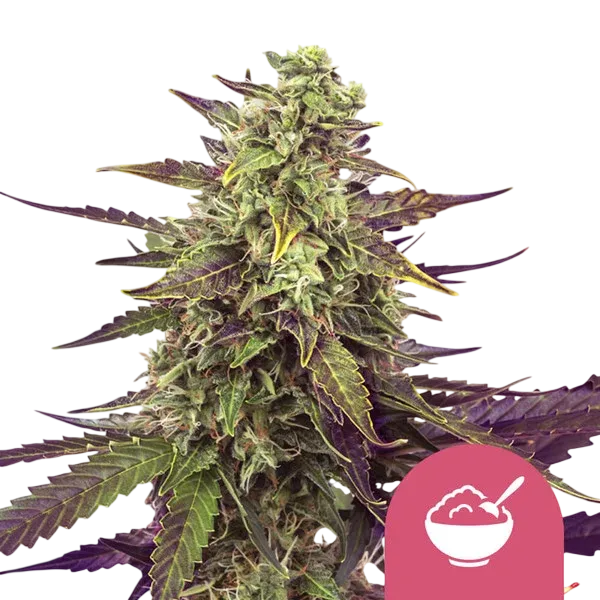 Cereal Milk | PHOTOFEM | Royal Queen Seeds - Freigestellt 2026-08-13