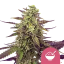 Cereal Milk | PHOTOFEM | Royal Queen Seeds - Freigestellt 2026-08-13