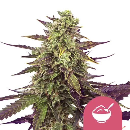 Cereal Milk | PHOTOFEM | Royal Queen Seeds - Freigestellt 2026-08-13