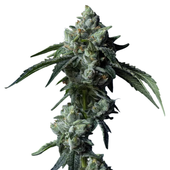 Challah Bread | PHOTOFEM | DNA Genetics - Freigestellt 2026-08-13