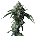 Challah Bread | PHOTOFEM | DNA Genetics - Freigestellt 2026-08-13