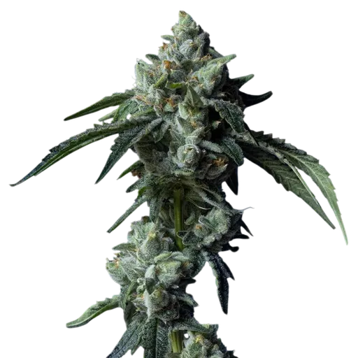 Challah Bread | PHOTOFEM | DNA Genetics - Freigestellt 2026-08-13