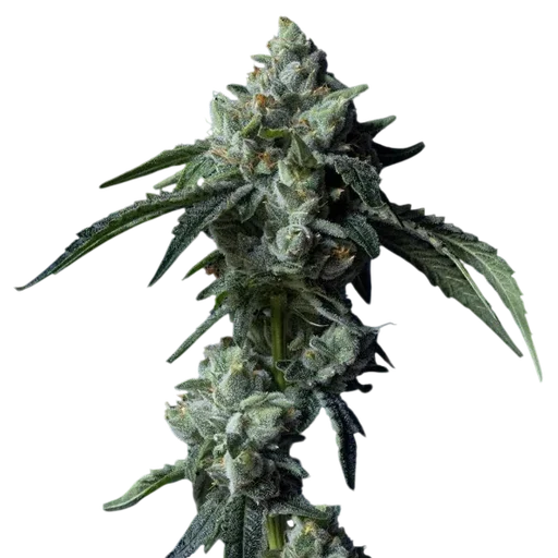 Challah Bread | PHOTOFEM | DNA Genetics - Freigestellt 2026-08-13
