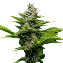 Challah Cake | PHOTOFEM | DNA Genetics - Freigestellt 2026-08-13