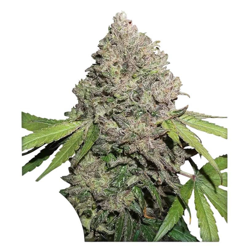 Charlottes Angel CBD | PHOTOFEM | Dutch Passion - Freigestellt 2026-08-13