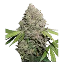 Charlottes Angel CBD | PHOTOFEM | Dutch Passion - Freigestellt 2026-08-13