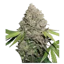 Charlottes Angel CBD | PHOTOFEM | Dutch Passion - Freigestellt 2026-08-13