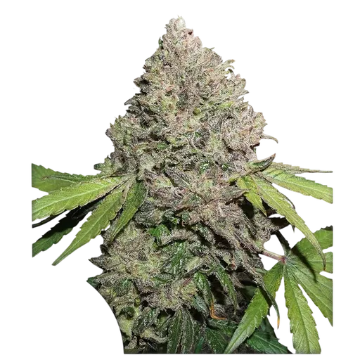 Charlottes Angel CBD | PHOTOFEM | Dutch Passion - Freigestellt 2026-08-13