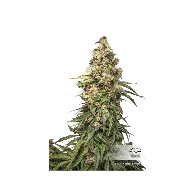 Charlottes Angel CBD Auto | AUTOFEM | Dutch Passion - Freigestellt 2026-08-13
