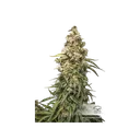 Charlottes Angel CBD Auto | AUTOFEM | Dutch Passion - Freigestellt 2026-08-13