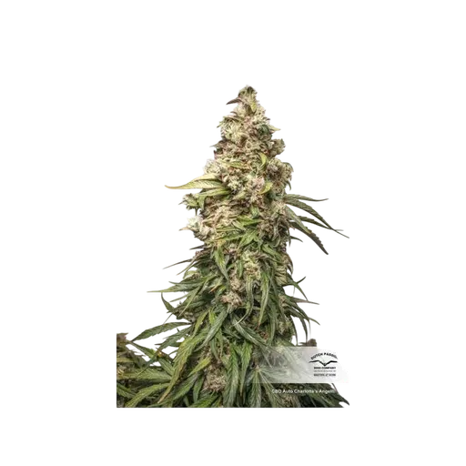 Charlottes Angel CBD Auto | AUTOFEM | Dutch Passion - Freigestellt 2026-08-13