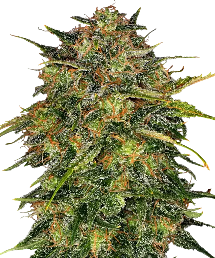 Cheese | PHOTOFEM | Barneys Farm - Freigestellt 2026-08-13