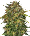 Cheese | PHOTOFEM | Barneys Farm - Freigestellt 2026-08-13