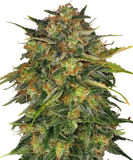 Cheese | PHOTOFEM | Barneys Farm - Freigestellt 2026-08-13