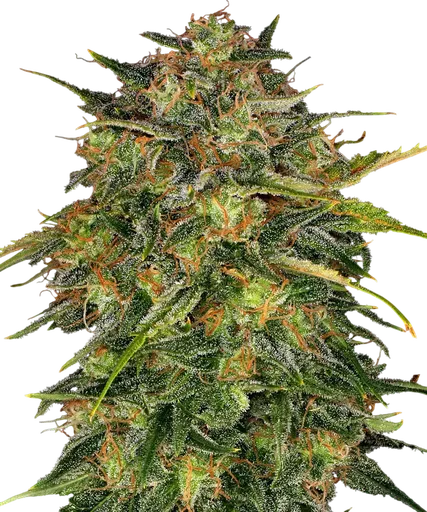 Cheese | PHOTOFEM | Barneys Farm - Freigestellt 2026-08-13