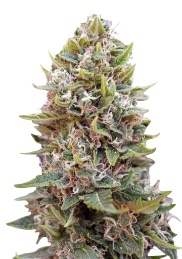 Cheese Berry Auto | AUTOFEM | 00 Seeds - Freigestellt 2026-08-13