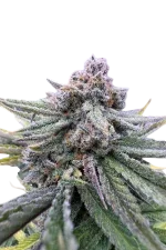 Cherry Cola Auto | AUTOFEM | Fast Buds - Freigestellt 2026-08-13