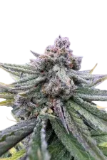 Cherry Cola Auto | AUTOFEM | Fast Buds - Freigestellt 2026-08-13