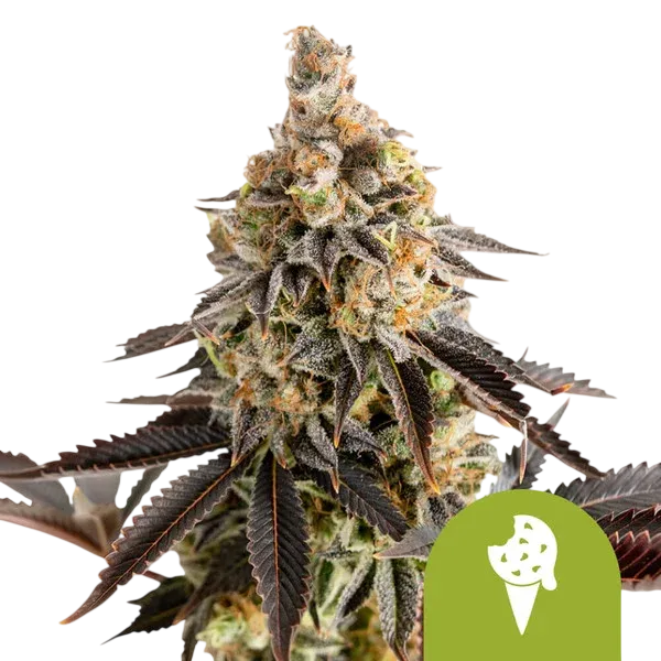 Cookies Gelato Auto | AUTOFEM | Royal Queen Seeds - Freigestellt 2026-08-13