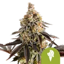 Cookies Gelato Auto | AUTOFEM | Royal Queen Seeds - Freigestellt 2026-08-13
