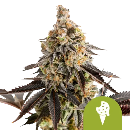 Cookies Gelato Auto | AUTOFEM | Royal Queen Seeds - Freigestellt 2026-08-13