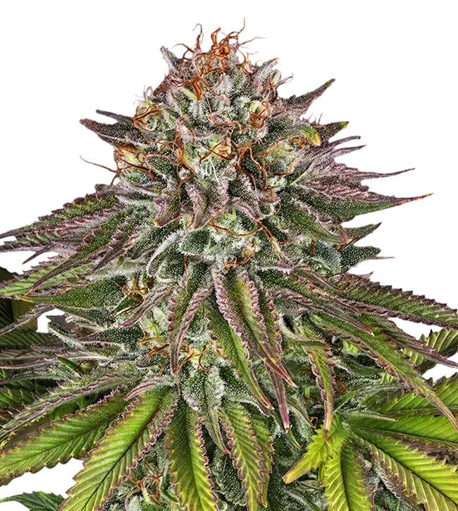Critical Kush | PHOTOFEM | Barneys Farm - Freigestellt 2026-08-13