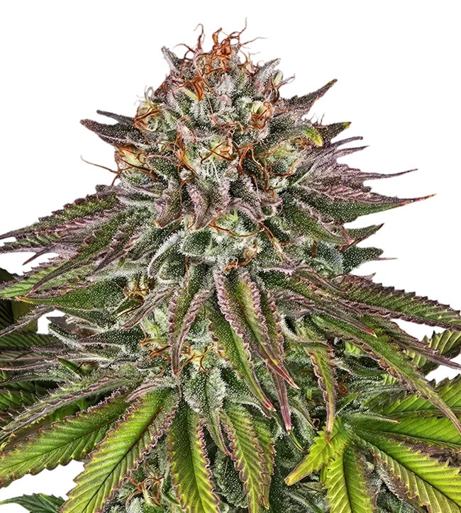 Critical Kush | PHOTOFEM | Barneys Farm - Freigestellt 2026-08-13