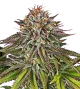 Critical Kush | PHOTOFEM | Barneys Farm - Freigestellt 2026-08-13