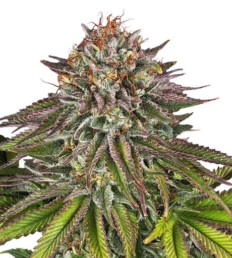 Critical Kush | PHOTOFEM | Barneys Farm - Freigestellt 2026-08-13