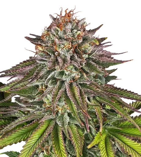 Critical Kush | PHOTOFEM | Barneys Farm - Freigestellt 2026-08-13