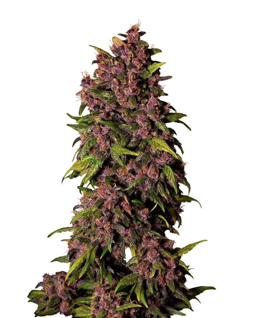 Crystal METH Auto | AUTOFEM | Fast Buds - Freigestellt 2026-08-13