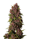 Crystal METH Auto | AUTOFEM | Fast Buds - Freigestellt 2026-08-13