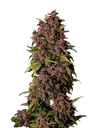 Crystal METH Auto | AUTOFEM | Fast Buds - Freigestellt 2026-08-13