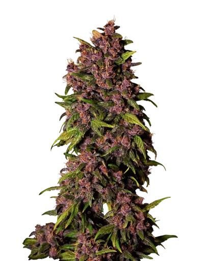 Crystal METH Auto | AUTOFEM | Fast Buds - Freigestellt 2026-08-13