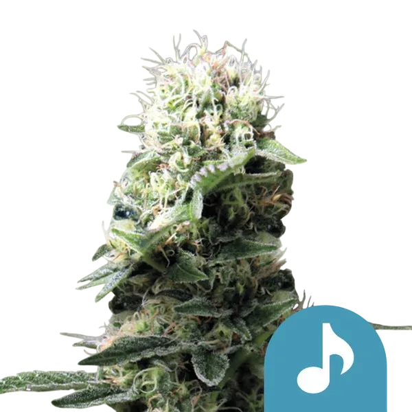 Dance World CBD | PHOTOFEM | Royal Queen Seeds - Freigestellt 2026-08-13