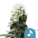 Dance World CBD | PHOTOFEM | Royal Queen Seeds - Freigestellt 2026-08-13