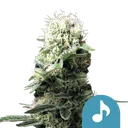 Dance World CBD | PHOTOFEM | Royal Queen Seeds - Freigestellt 2026-08-13