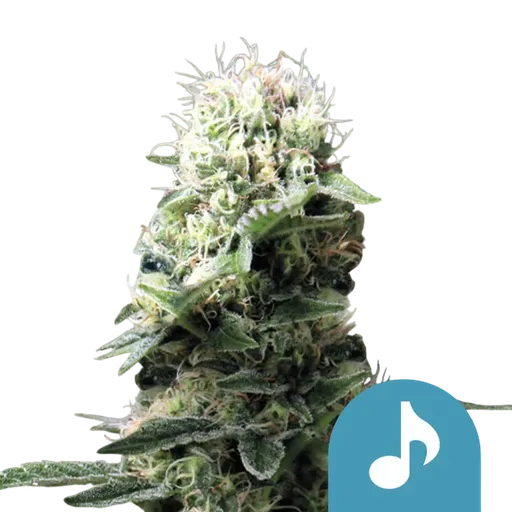 Dance World CBD | PHOTOFEM | Royal Queen Seeds - Freigestellt 2026-08-13