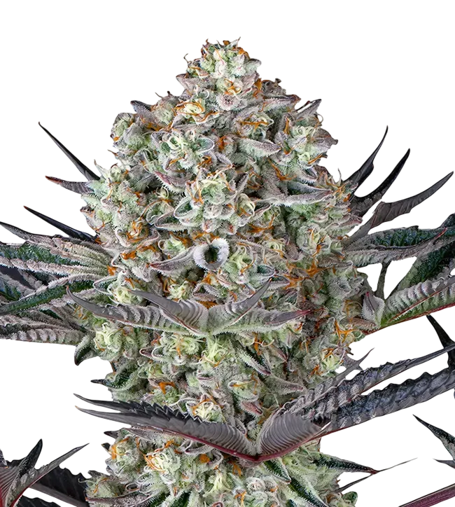 Dos Si Dos 33 | PHOTOFEM | Barneys Farm - Freigestellt 2026-08-13