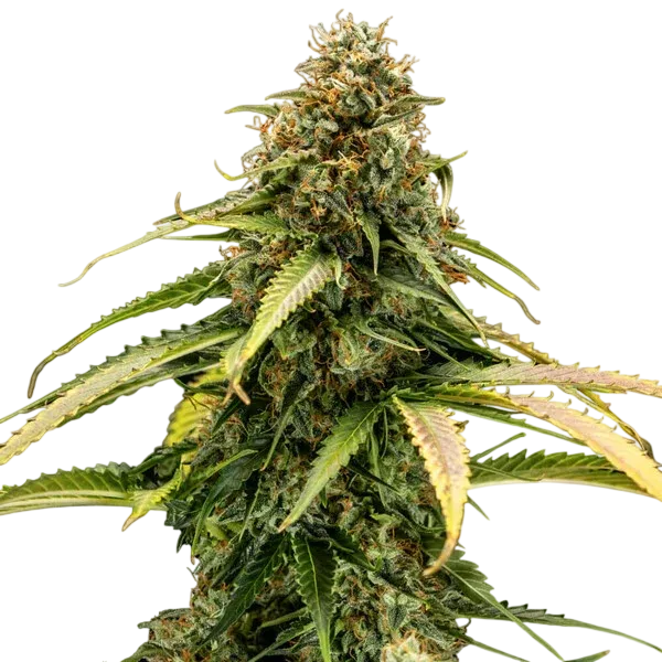 Epsilon F1 Auto | AUTOFEM | Royal Queen Seeds - Freigestellt 2026-08-13