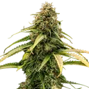 Epsilon F1 Auto | AUTOFEM | Royal Queen Seeds - Freigestellt 2026-08-13