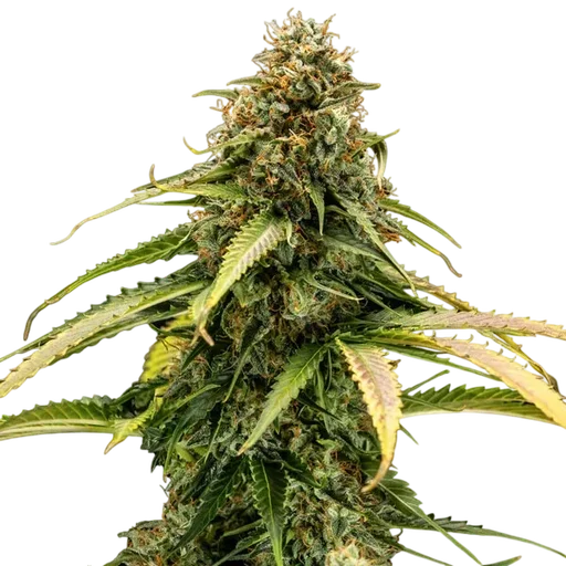 Epsilon F1 Auto | AUTOFEM | Royal Queen Seeds - Freigestellt 2026-08-13