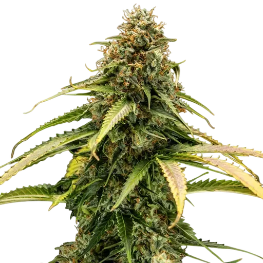 Epsilon F1 Auto | AUTOFEM | Royal Queen Seeds - Freigestellt 2026-08-13
