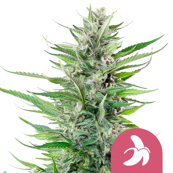 Fat Banana | PHOTOFEM | Royal Queen Seeds - Freigestellt 2026-08-13