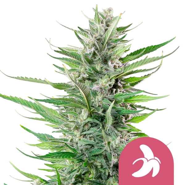 Fat Banana | PHOTOFEM | Royal Queen Seeds - Freigestellt 2026-08-13