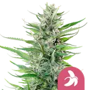 Fat Banana | PHOTOFEM | Royal Queen Seeds - Freigestellt 2026-08-13